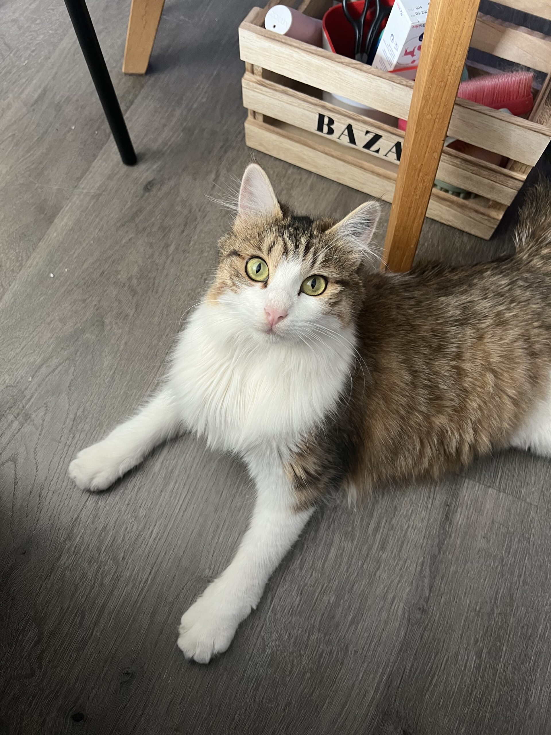 Coco